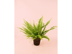 Helecho Nephrolepis 12 cm | Helecho de Boston natural | Pur Plant