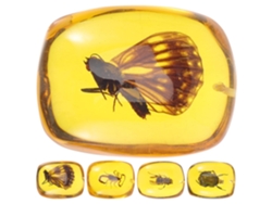 Conjunto de 5 colgantes cuadrados que representan especímenes de insectos, en ámbar natural y resina transparente. SFUSHOS