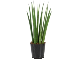 Planta Natural BIOMAPLANTS Sansevieria Cylindrica (20-30 cm)