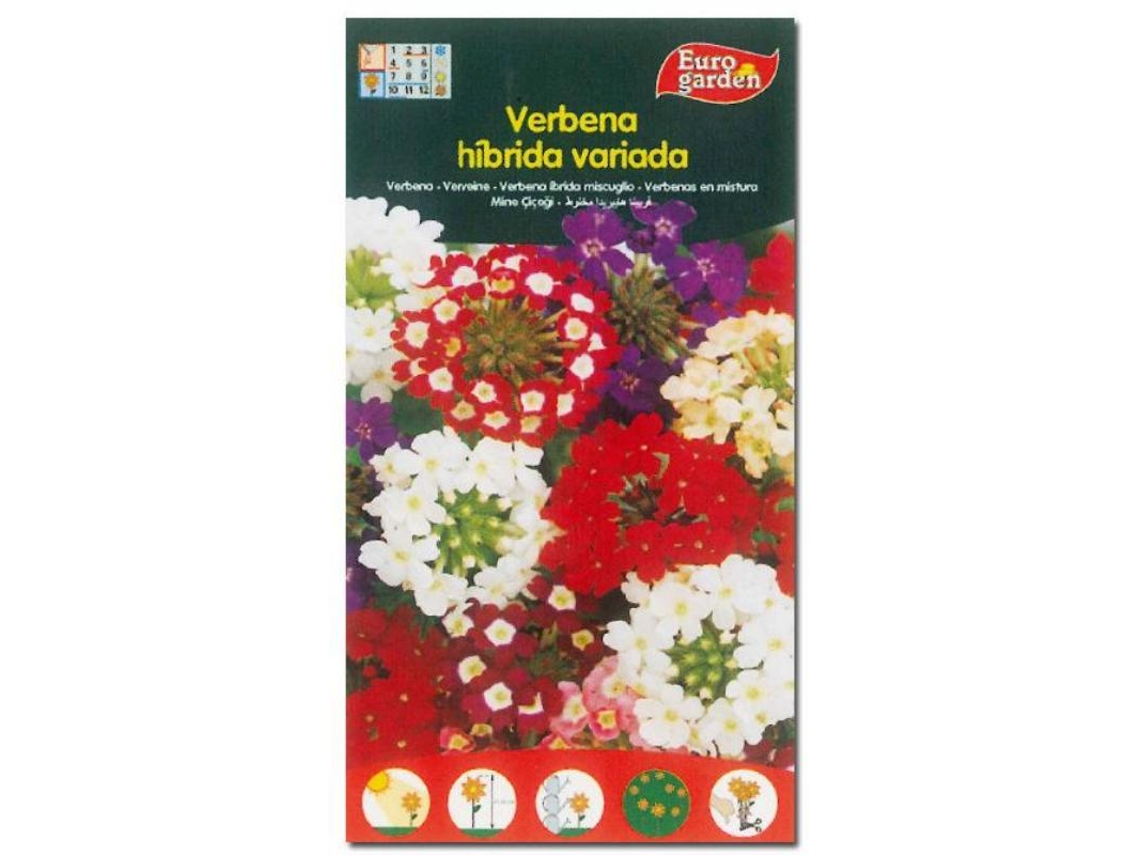 Phyto Flores Semillas Verbena Híbridas Variadas 00606 Caja 10 Unidades FPLUS