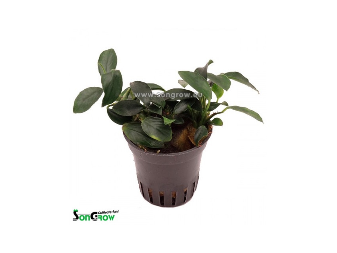 Anubias Nana Paxing