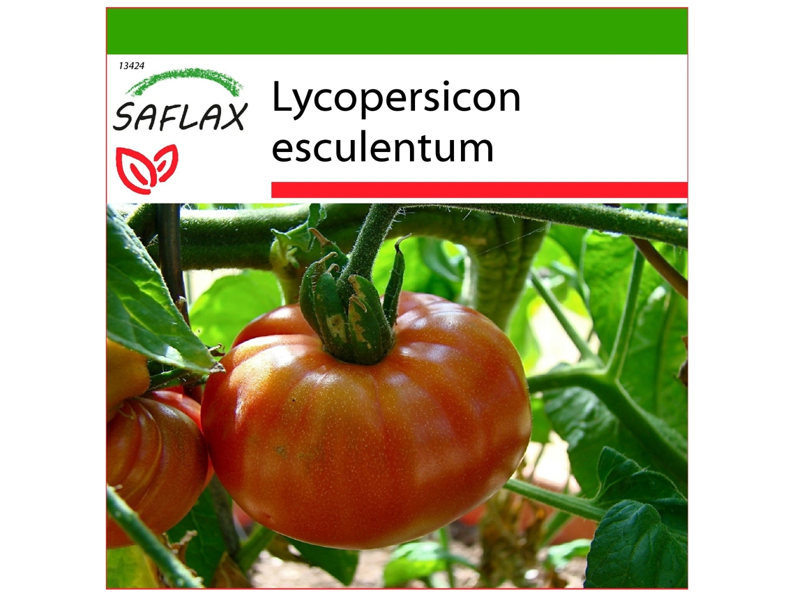SAFLAX Tomate Brandywine 10 semillas Con sustrato de cultivo libre de gérmenes Lycopersicon esculentum