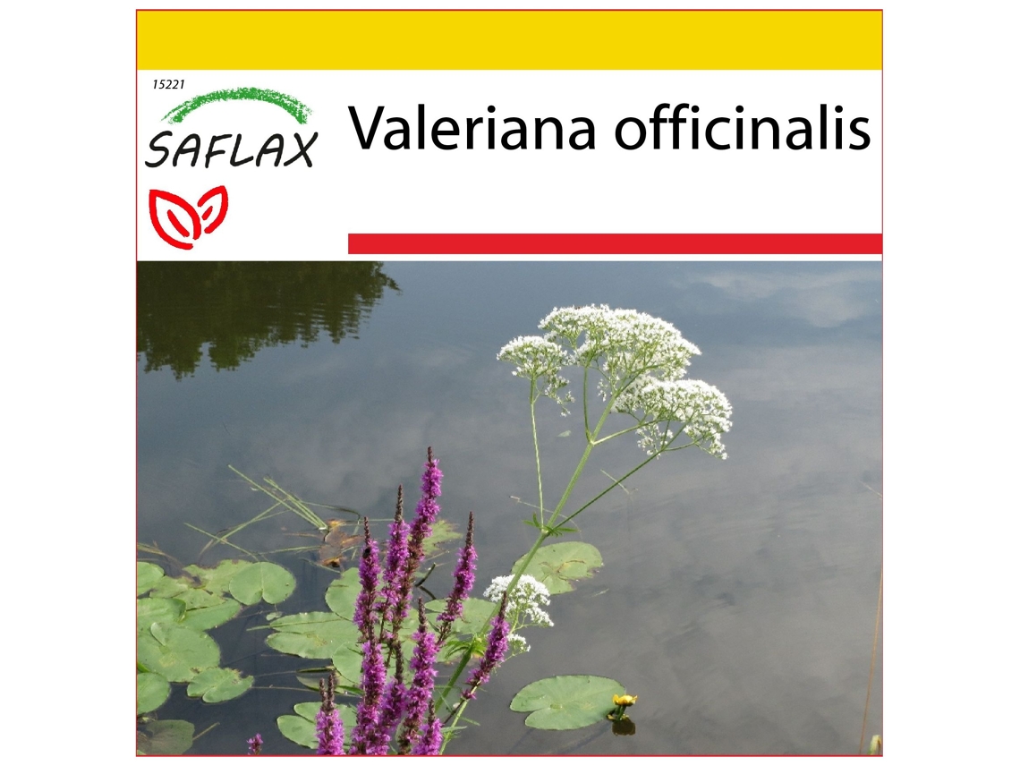 SAFLAX Conjunto de cultivo Valeriana 200 semillas Con mini invernadero, sustrato de cultivo y 2 macetas Valeriana officinalis