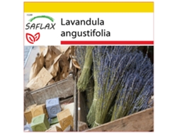 SAFLAX Conjunto de cultivo Lavanda 150 semillas Con mini invernadero, sustrato de cultivo y 2 macetas Lavandula angustifolia