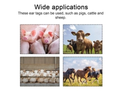 Alicates Para Colocar Crotales En Las Orejas De Animales, Con 100 Crotales Para Ganado Vacuno, Ovino Y Porcino.