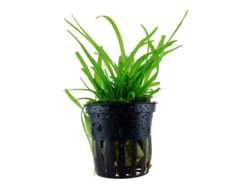 Sagittaria Subulata