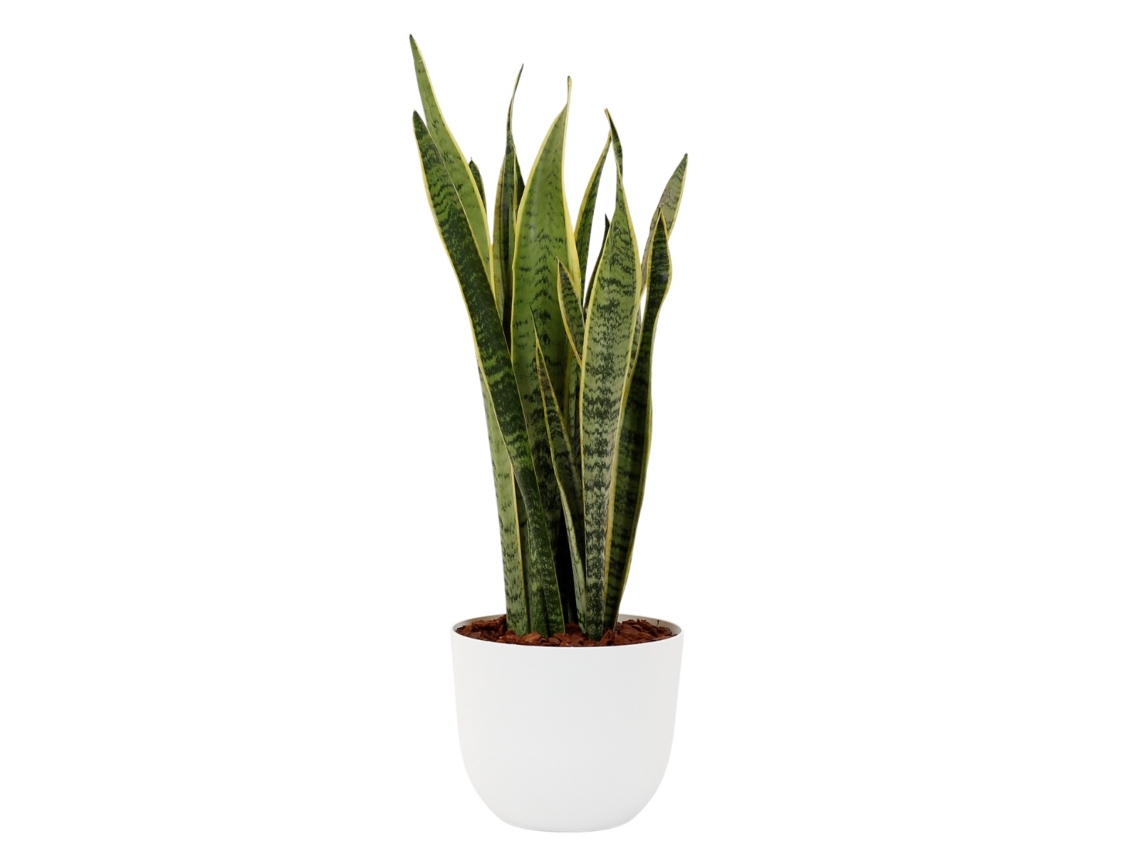 Planta Natural BIOMA PLANTS Sansevieria Laurentii c/Florero (Biodegradable, Granito - Blanco - 60-70 cm)