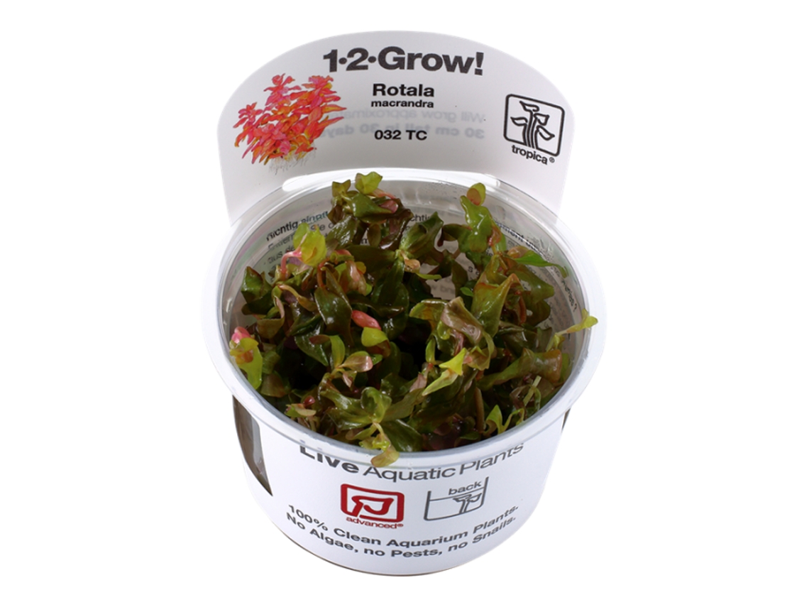 Rotala Macrandra