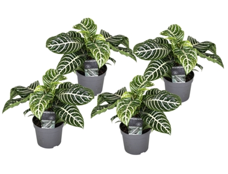 Plantas verdes - PLANT IN A BOX - Aphelandra squarrosa Botanica - Set de 4 - Maceta 13cm - Altura 25-45cm