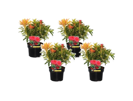 Arbustos - PLANT IN A BOX - Pieris 'Forest Flame' - Set de 4 - Maceta 17cm - Altura 25-40cm