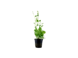 Cardamine Lyrata