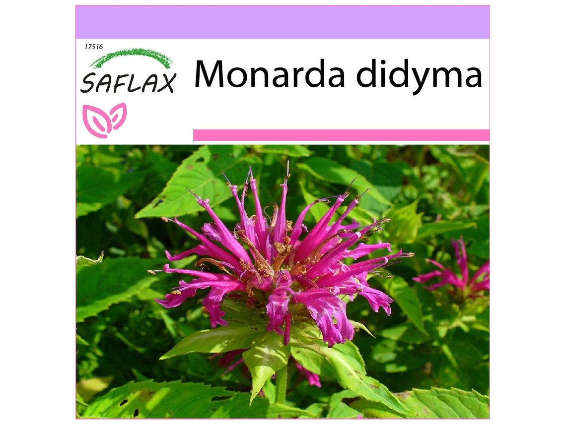 SAFLAX Bergamota silvestre 20 semillas Monarda didyma