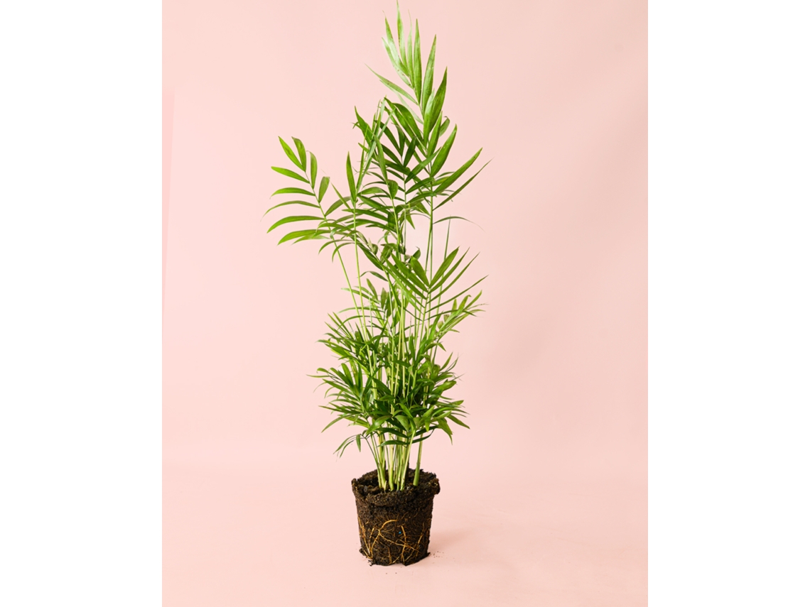 Chamaedorea Elegans 16 cm | Palmera natural de interior | Pur Plant