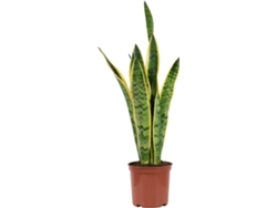 Planta Natural BIOMAPLANTS Sansevieria Laurentii (60-70 cm)