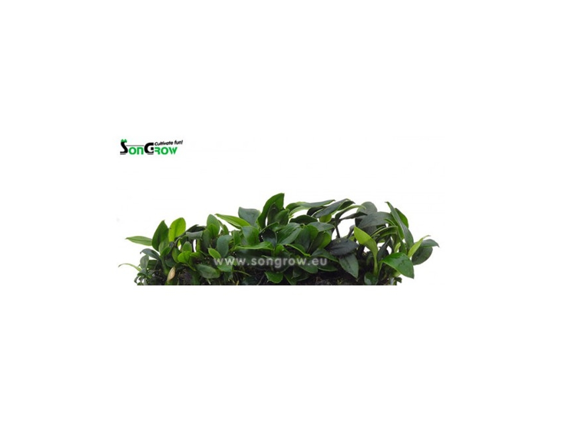 Anubias Nana Bonsai