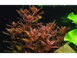 Ammania Pedicellata Gold