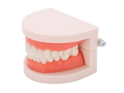 Modelo De Dientes Pequeños Herramienta De Enseñanza De Cepillado Para Jardines Infantiles