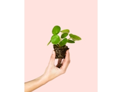 Pilea Peperomioides | Planta de interior natural, resistente y apta para mascotas | Pur Plant