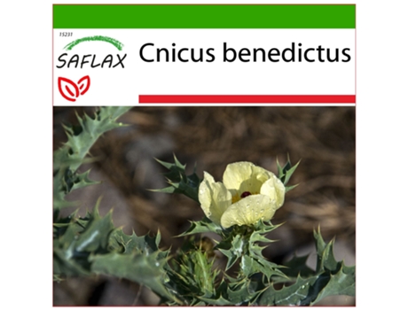 SAFLAX Hierba benedictina 50 semillas Con sustrato de cultivo libre de gérmenes Cnicus benedictus