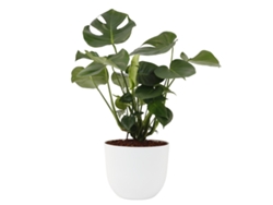 Planta Natural BIOMA PLANTS Monstera c/Florero (Biodegradable, Granito - Blanco)