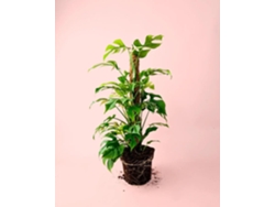 Monstera Minima | Plantas naturales de interior | Pur Plant