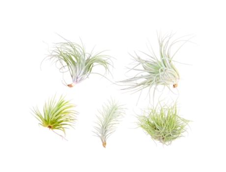 Air plants - PLANT IN A BOX - Tillandsia - Set de 5 - Maceta 5cm - Altura 5-15cm