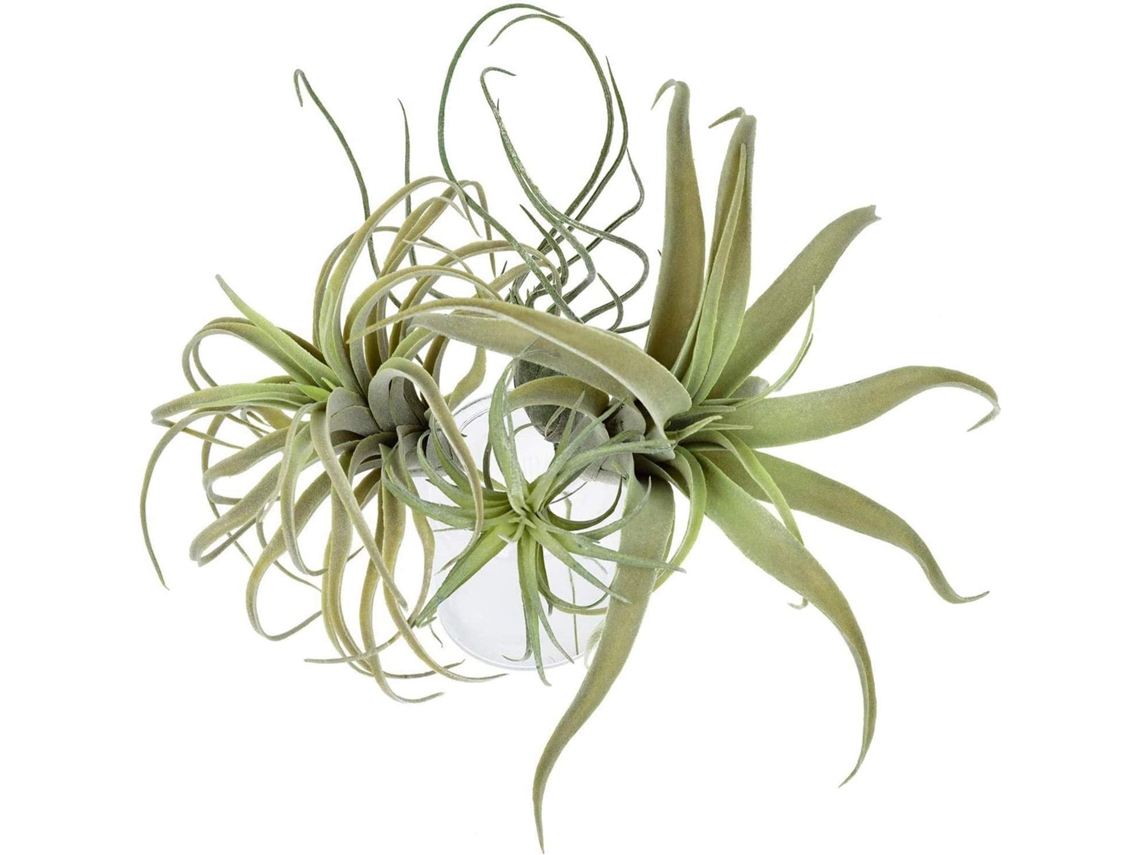Kit com 4 plantas aéreas de grama artificial, flores artificiais, bromélias Tillandsia, decoração para casa e jardim.