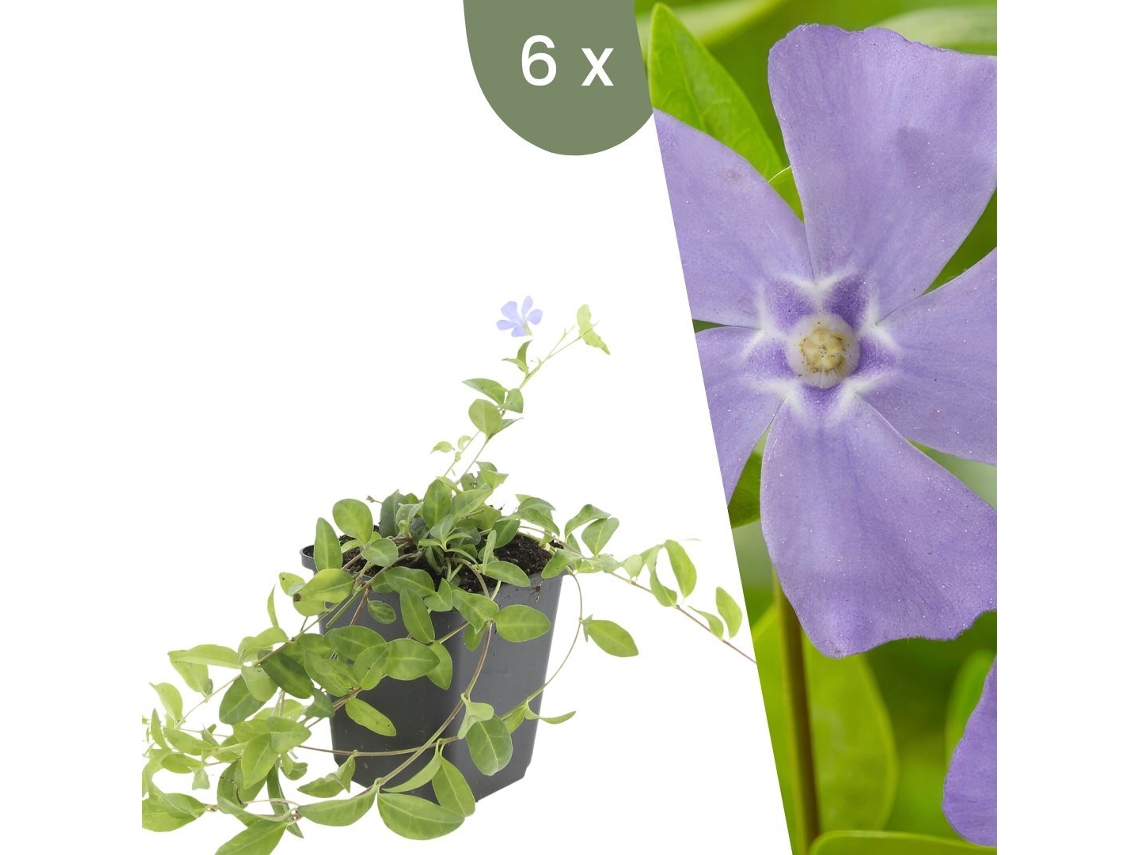 | 6 Plantas De Vinca | Vinca Minor | Cobertura Del Suelo Resistente | Perenes Resistentes | Plantas De Jardín Resistentes Plants By Frank