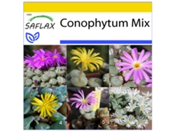 SAFLAX Conjunto de cultivo Conophytum Mix 40 semillas Con mini invernadero, sustrato de cultivo y 2 macetas Conophytum Mix