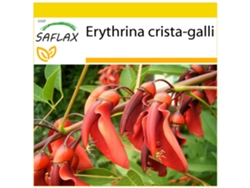 SAFLAX Conjunto de cultivo Árbol del coral 6 semillas Con mini invernadero, sustrato de cultivo y 2 macetas Erythrina crista-galli