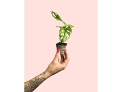 Monstera Adansonii Mini | Planta Natural | Pur Plant
