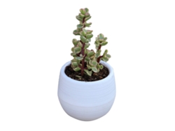 Maceta De Plástico Para Suculentas Y Plántulas Con Orificios De Drenaje Para Jardín O Balcón, Blanca, 7 Cm