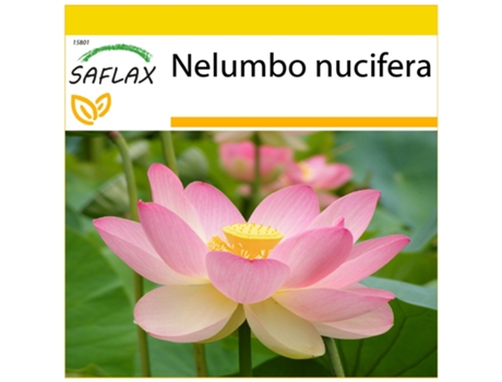 SAFLAX Conjunto de cultivo Lloto sagrado 8 semillas Con mini invernadero, sustrato de cultivo y 2 macetas Nelumbo nucifera