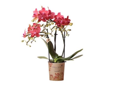 Orquídeas Kolibri - Orquídea Phalaenopsis Roja - Congo - tamaño de maceta 9cm - frescas del cultivador KOLIBRI ORCHIDS