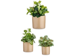 Set de Macetas 3 Piezas Ø 14 cm Ø 22 cm Ø 17 cm Cilindro Beige