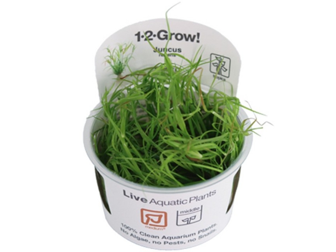Juncus Repens