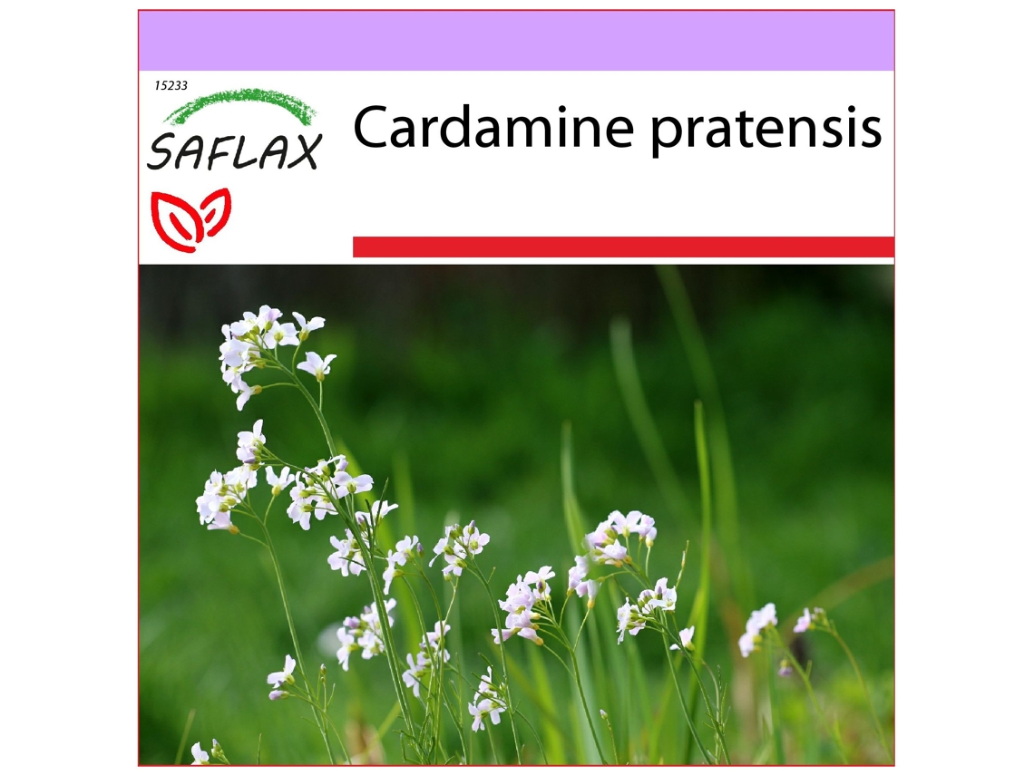 SAFLAX Flor de cuco del prado 100 semillas Cardamine pratensis