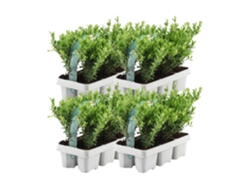 24 Acebo | Plantas de setos resistentes | 24 x Ø7 cm - 15 cm Ilex crenata Jenny | Plantas de seto | reemplazo de boj