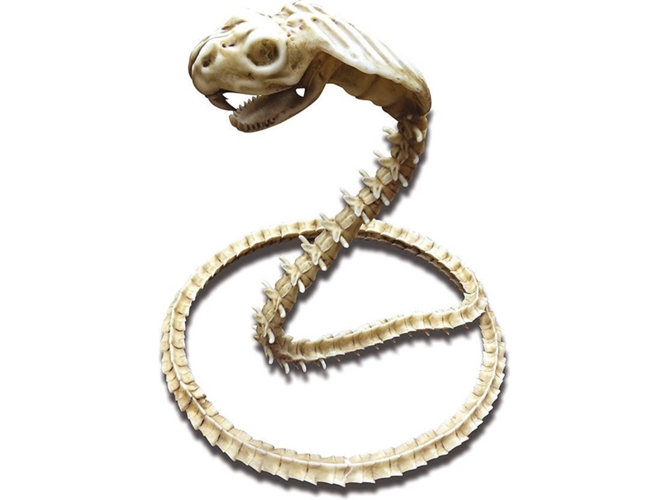 Accesorio VIVING Esqueleto: Cobra (50 x 43 x 13 cm)