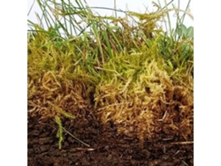 Concentrado Bioestimulante Marino Orgánico Alga Natura Boost | 5 Litros | 100% Natural Vetonek
