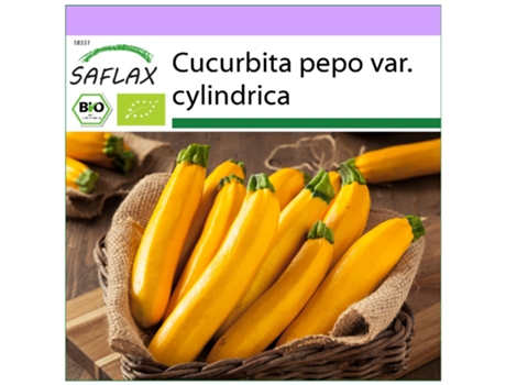 SAFLAX Ecológico Calabacín Fiebre del Oro 5 semillas Cucurbita pepo var. cylindrica