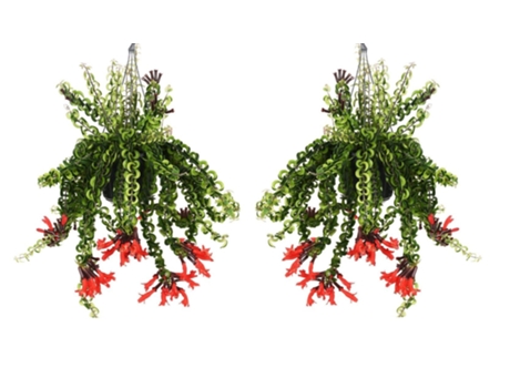 Hanging plants - PLANT IN A BOX - Aeschynantus Twister - Set de 2 - Maceta 15cm - Altura 20-30cm