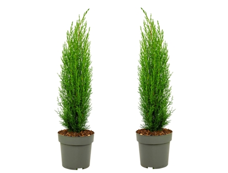 Plantas mediterráneas - PLANT IN A BOX - Cupressus sempervirens - Set de 2 - Maceta 19cm - Altura 70-80cm