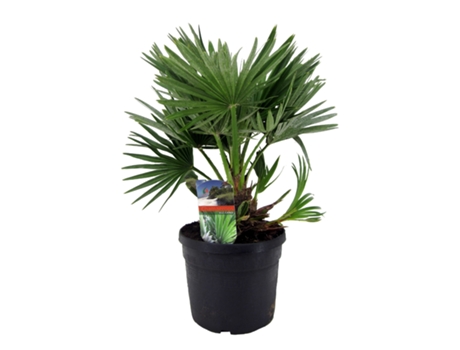 Palmeras - PLANT IN A BOX - Chamaerops 'Vulcano' - Set de 1 - Maceta 19cm - Altura 35-45cm