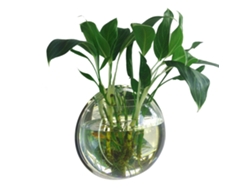 Acuario De Acrílico Para Montaje En Pared, Ideal Para Peces Y Plantas. Pecera Decorativa Colgante.