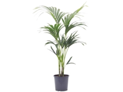 Planta Natural BIOMAPLANTS Palmera Kentia (100-110 cm - Maceta 21 cm)