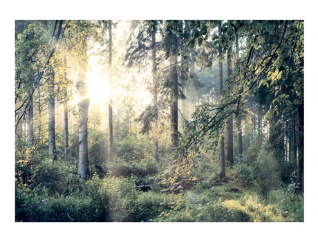 Papel de Pared ARTGEIST Tales of a Forest (450x315)
