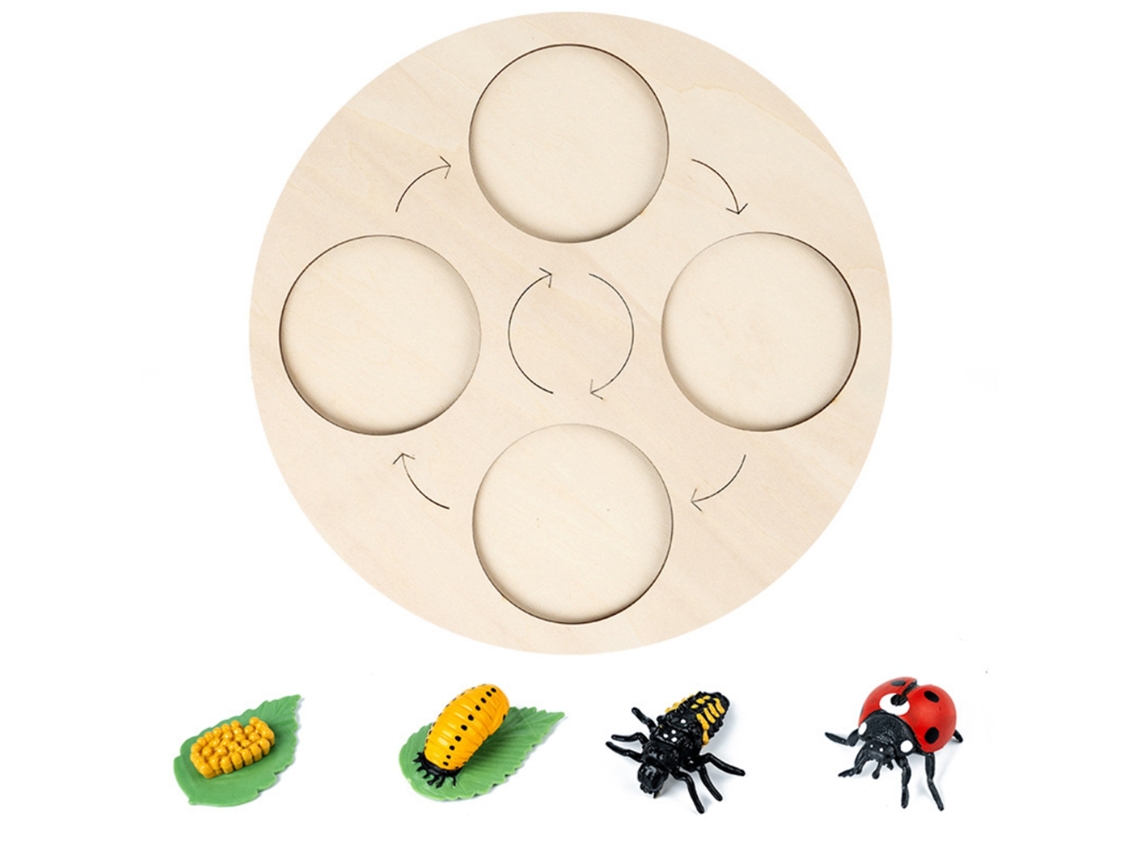 Ats-kit Ciclo De Vida De Insectos Con Bandeja De Madera Para Proyectos Escolares Y Herramientas Educatsivas Infantiles