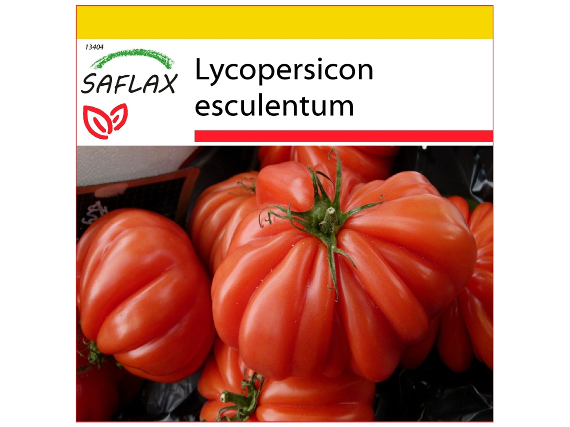SAFLAX Conjunto de cultivo Tomate Costoluto Genovese 10 semillas Con mini invernadero, sustrato de cultivo y 2 macetas Lycopersicon esculentum