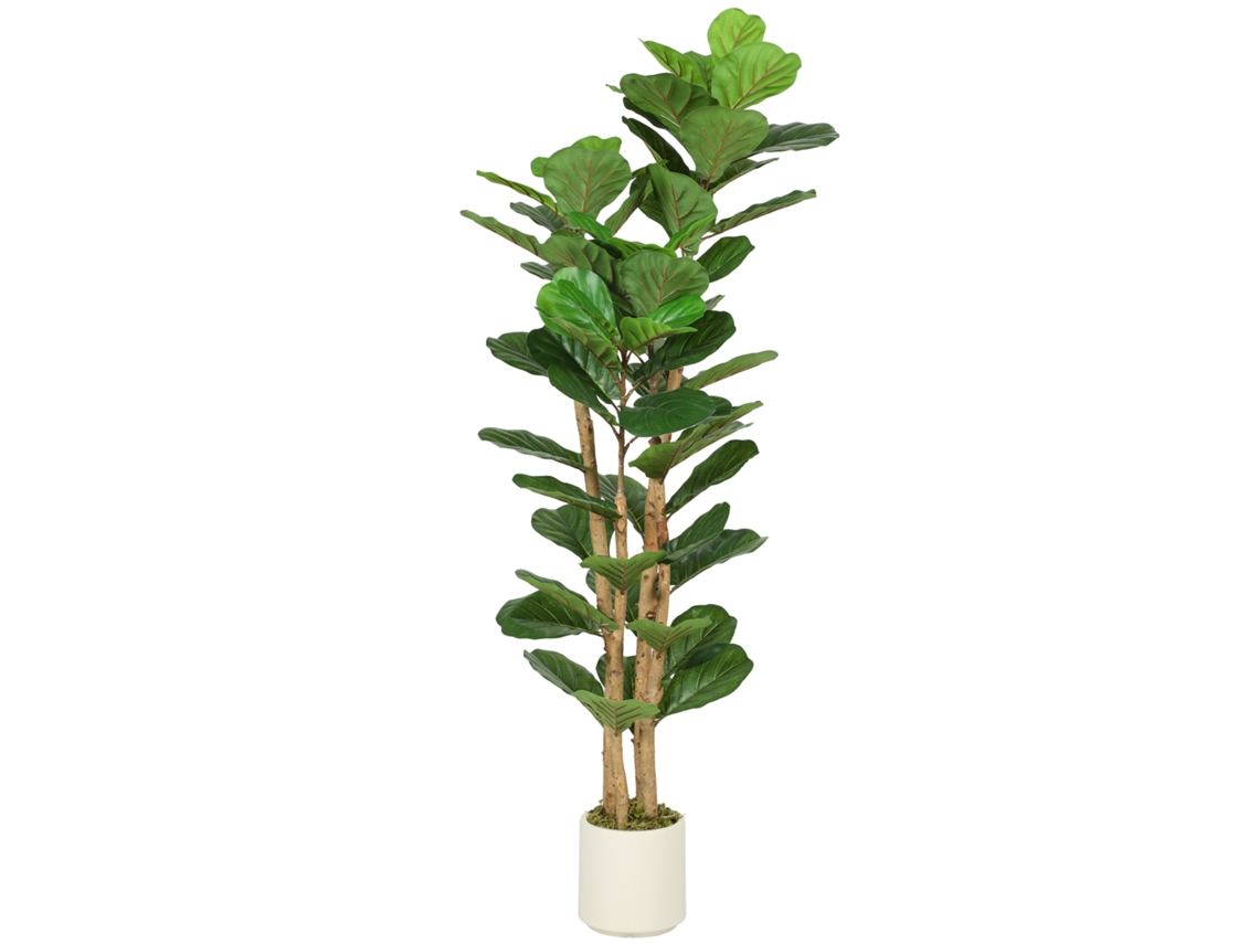 Ficus Lyrata 150cm 71 Hojas Tronco Madera Maceta Verde